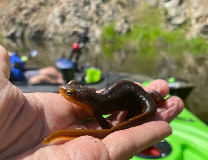 California Newt